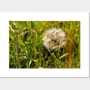 Dandelion Seed Posters and Art